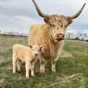 Mini Highland Cow3