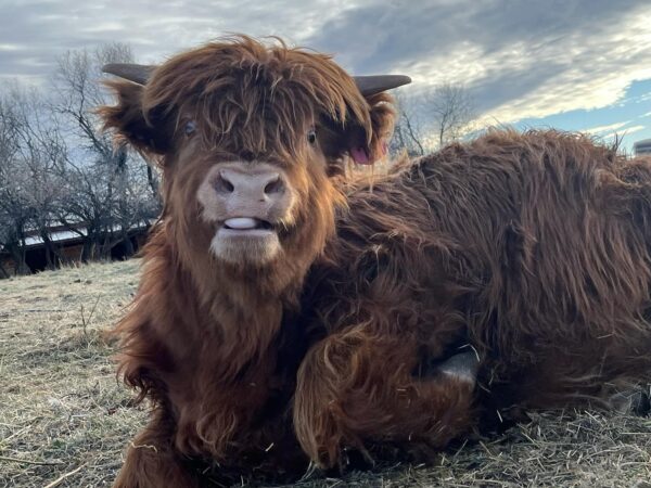 Matured Highlands Cow