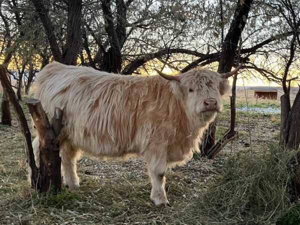 Matured Highlands Cow