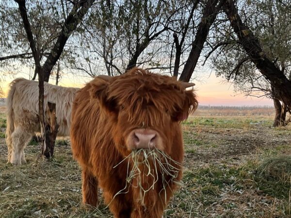 Matured Highlands Cow