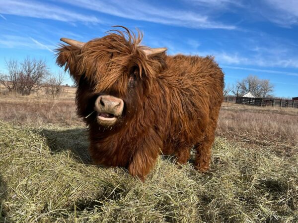 Matured Highlands Cow