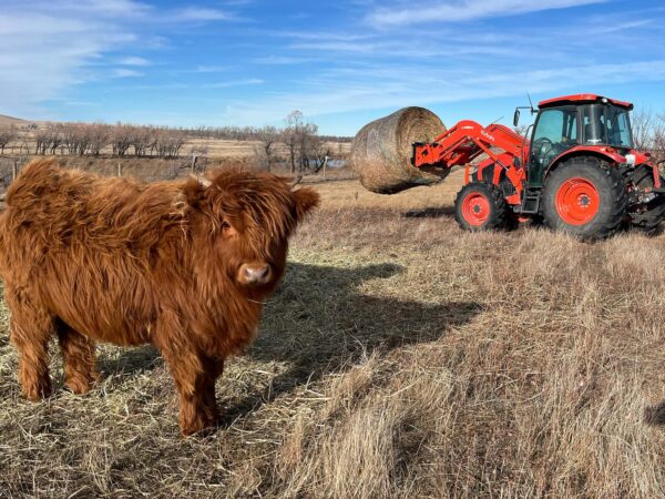 Matured Highlands Cow