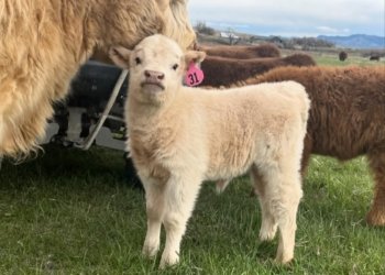 Mini Highland Cow For Sale (Lio)