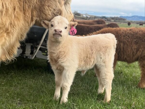 Mini Highland Cow For Sale (Elsie)