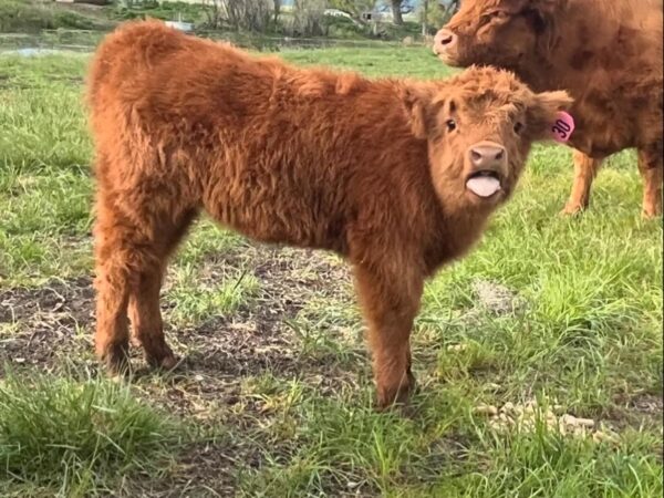 Mini Highland Cow For Sale (Elsie)