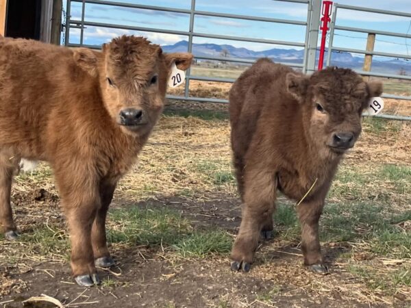 Mini Highland Cow For Sale (Elsie)