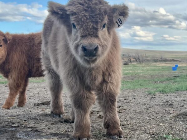 Mini Highland Cow For Sale (Elsie)