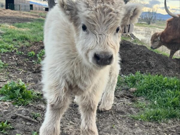 Mini Highland Cow For Sale (Elsie)