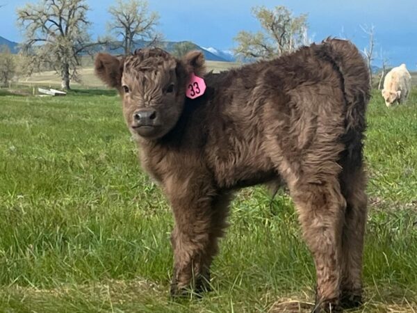 Mini Highland Cow For Sale (Elsie)