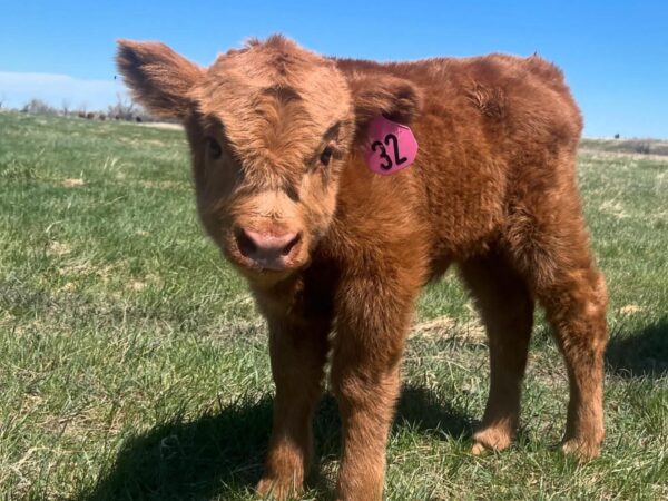 Mini Highland Cow For Sale (Elsie)