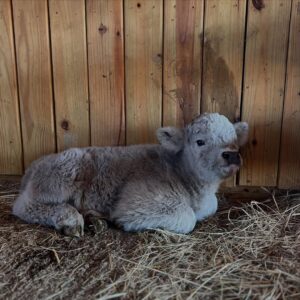 Mini Highland Cow For Sale (Lopez)