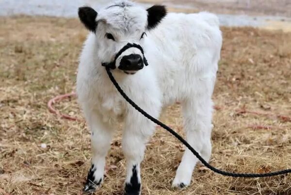 Mini Highland Cow For Sale (kizz)